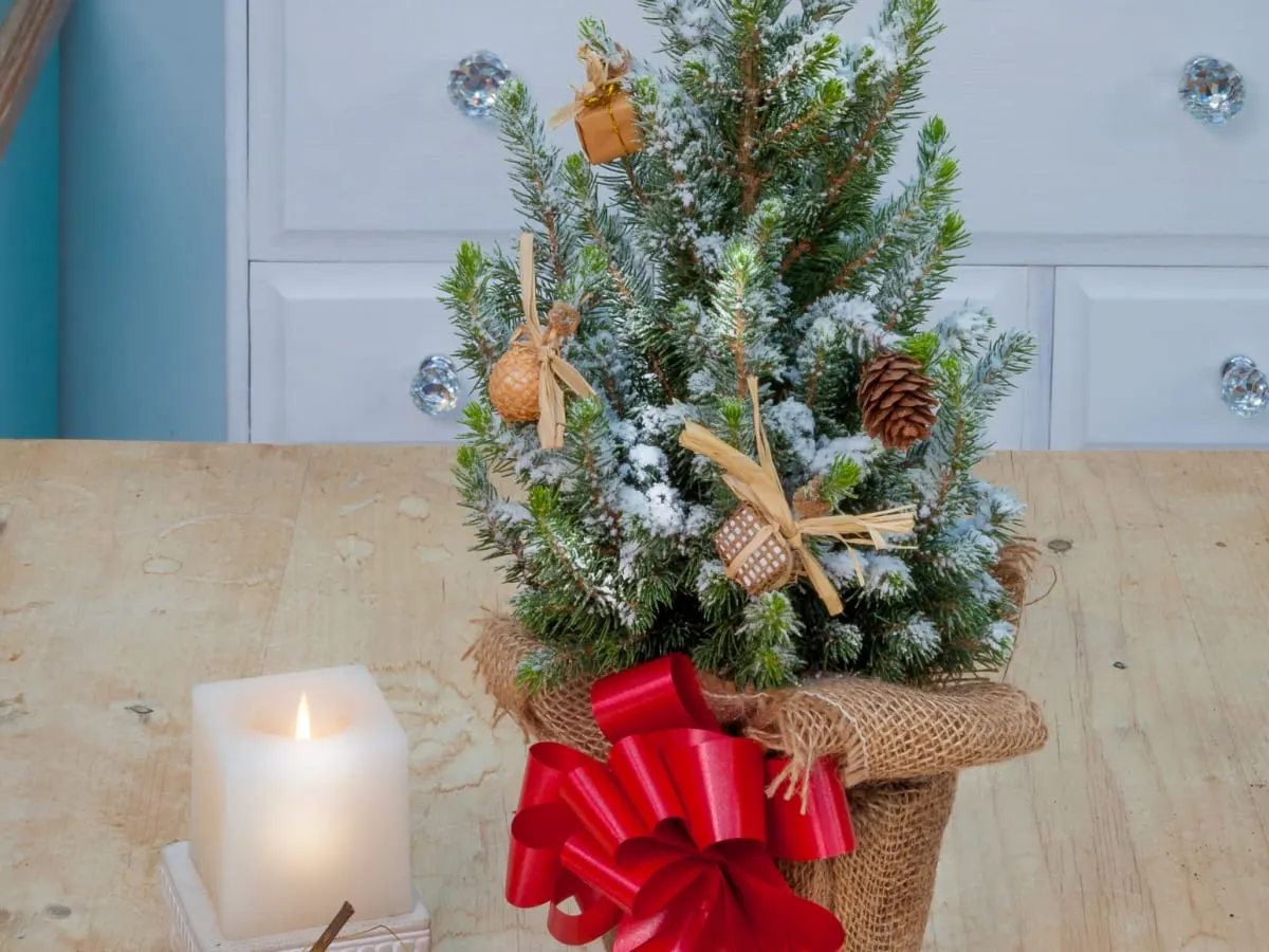 Mon beau sapin, roi des forêts