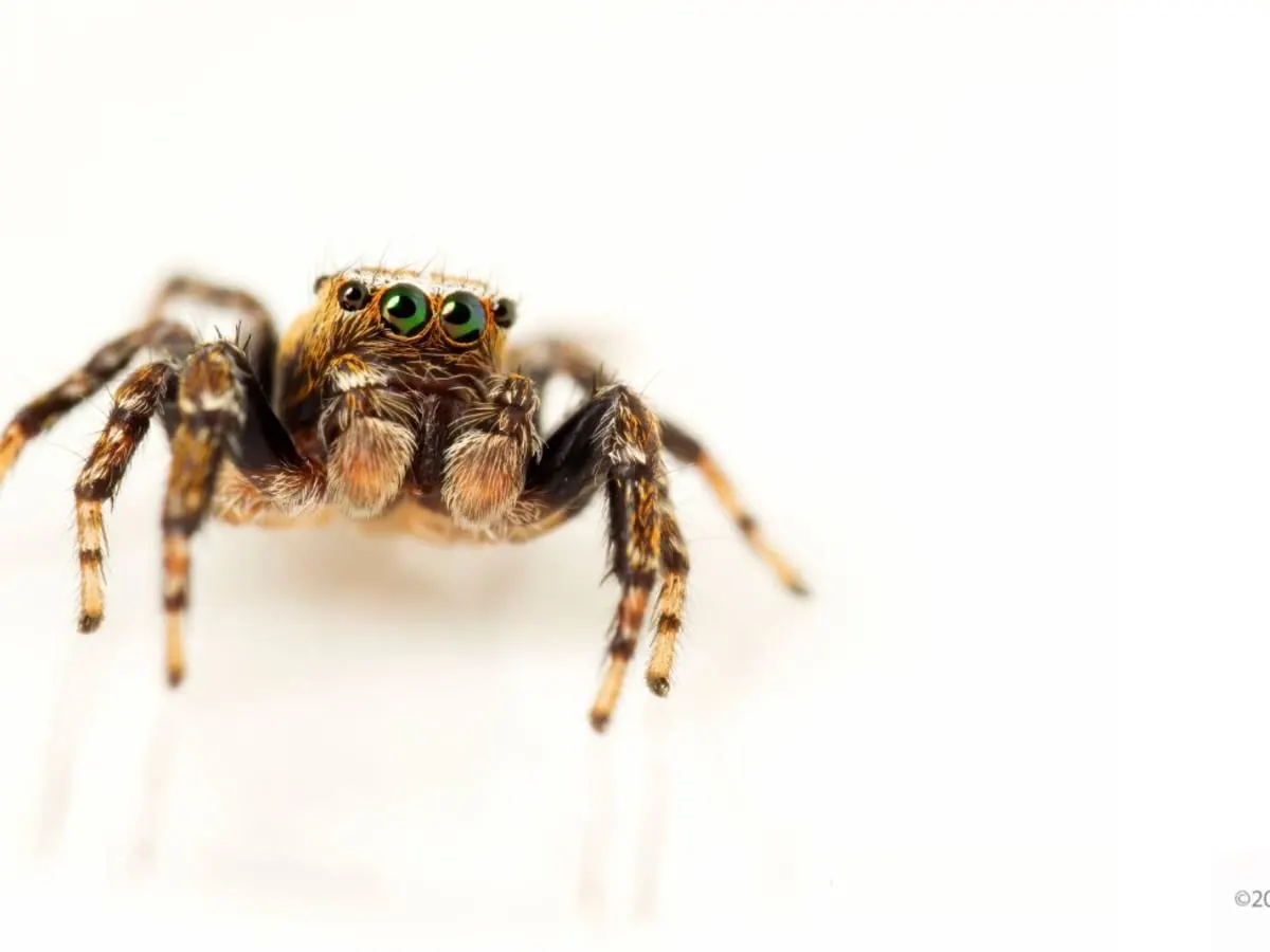 Une araignée en gros plan sur fond blanc