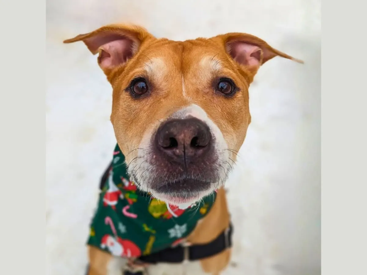 L’adoption responsable d’un animal de compagnie